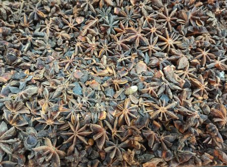 A closeup Picture of Indian Spices called Star anise.It is also called Illicium Verum.