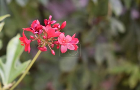 Photo for A closeup Picture a beautiful red colored flower called Peregrina. - Royalty Free Image