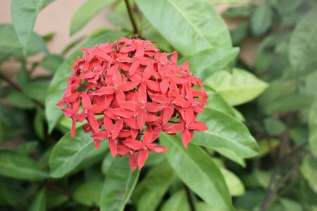 Téléchargez les photos : Une image rapprochée de belle fleur de couleur rouge appelée Ixora chinoise cultivée dans un jardin. - en image libre de droit