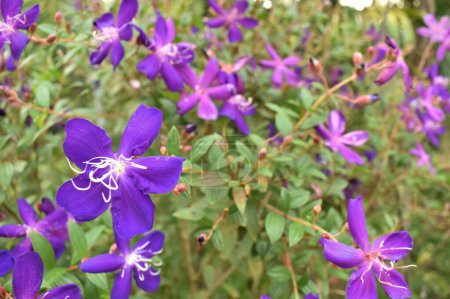 Téléchargez les photos : Une image rapprochée de belle fleur de couleur pourpre appelée Pleroma semidecandrum cultivée dans un jardin. - en image libre de droit