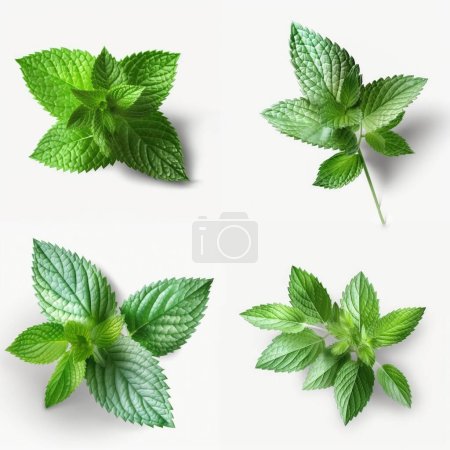 Fresh mint green leaves from organic farm isolated on white background.