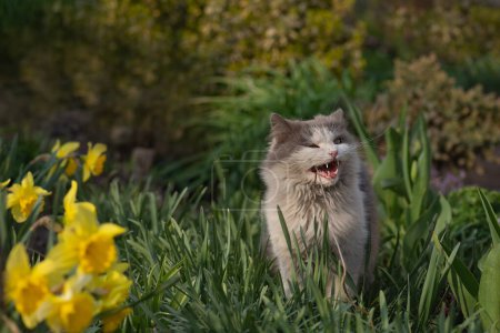 Téléchargez les photos : Chat drôle sur l'herbe avec la langue sortie. Chat est assis dans le jardin et frapper sa langue lèvres. - en image libre de droit