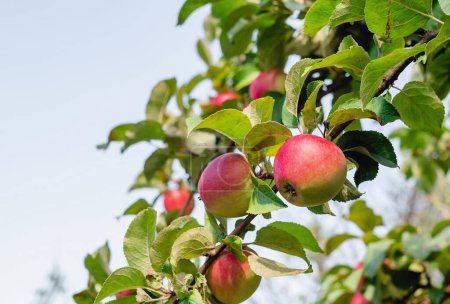 Foto de Ramas con manzanas rojas y hojas verdes. Manzano en el jardín. Huerto de manzanas. Tiempo de cosecha. - Imagen libre de derechos