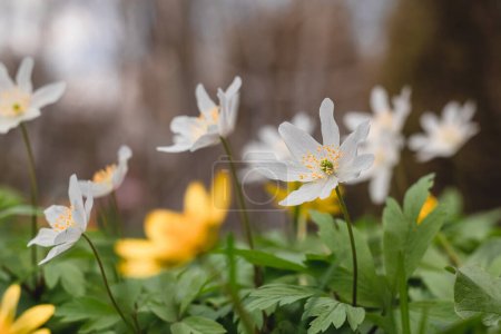 Téléchargez les photos : Anémone blanche nemorosa sur le lit de fleurs sur un fond flou. Fleur de printemps. - en image libre de droit