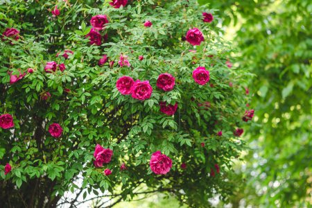 Téléchargez les photos : Roses roses sur un buisson dans une roseraie après la pluie. - en image libre de droit