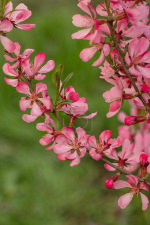 Foto de Prunus Tenalla or pink dwarf almond flowers. Pink blossom tree on a blurred background. Gardening and lanscape design concept. - Imagen libre de derechos