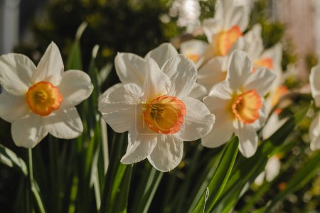 Foto de White daffodils or narzissus close up in the garden on a blurred background. - Imagen libre de derechos