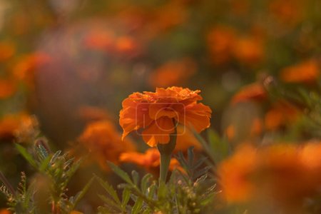 The orange marigold flower is illuminated by the rays of the sunrise. Marigolds on a blurry multi-colored background.