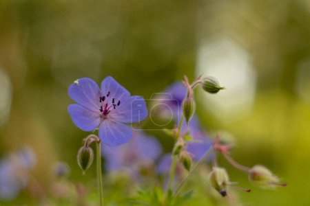 Téléchargez les photos : Blue flowers of meadow geranium on a blurred background in the morning close-up. Meadow flowers. Wildflowers. - en image libre de droit
