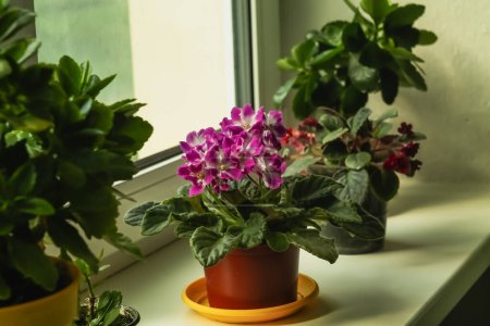 Flowers in pots on the windowsill. Lilac violet on the windowsill among house plants.