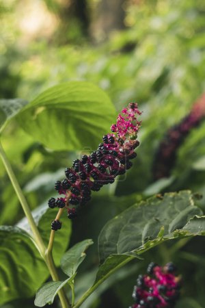 Photo for Phytolacca Americana. American Pokeweed with black berries on a blurred background. - Royalty Free Image