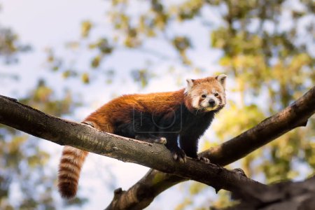 Téléchargez les photos : Portrait d'un panda rouge assis sur une branche dans la forêt regardant la caméra - en image libre de droit