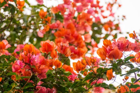 Téléchargez les photos : Gros plan sur la floraison estivale de fleurs de Bougainvilliers dans le sud de la France - en image libre de droit