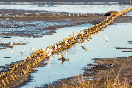 Foto de Vista panorámica de las garzas blancas que descansan reflejándose en el lago de agua salada en el sur de Francia durante la temporada de otoño - Imagen libre de derechos