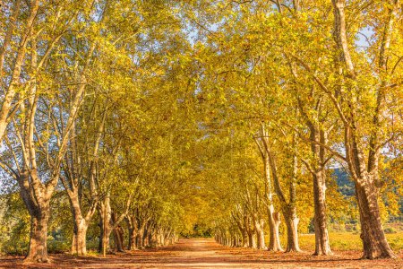 Foto de Vista panorámica de los árboles de arce de color amarillo otoño que bordean el sendero en el sur de Francia - Imagen libre de derechos