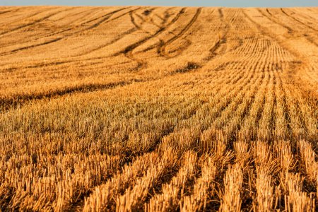 Photo for Scenic view of harvested wheat field in Provence south of France in summer sunset light - Royalty Free Image