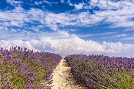 Photo for Scenic view of a lavender field in Provence against summer dramatic sky - Royalty Free Image