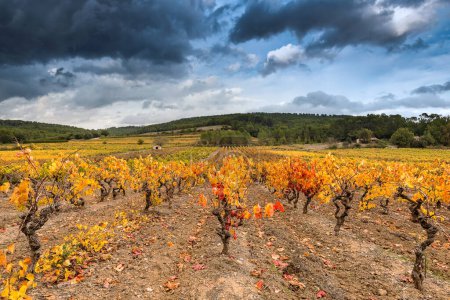 Téléchargez les photos : Vue panoramique du vignoble en Provence en couleurs jaune automne contre les nuages de tempête d'automne dramatiques - en image libre de droit