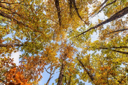 Foto de Vista de ángulo bajo de las hojas coloridas del árbol del otoño en el sur de Francia - Imagen libre de derechos