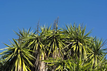 Photo for Scenic view of yucca tree leaves against summer clear sky in south of France - Royalty Free Image