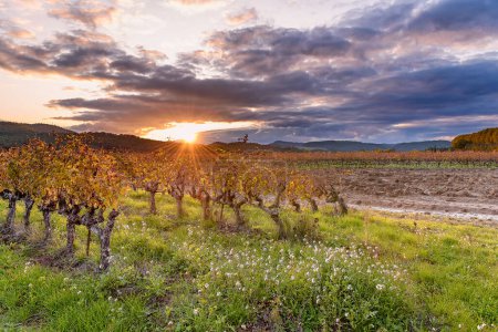 Téléchargez les photos : Vue panoramique du vignoble en Provence sud de la France aux couleurs automnales contre le coucher de soleil spectaculaire - en image libre de droit