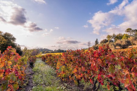 Téléchargez les photos : Vue panoramique du vignoble en Provence sud de la France aux couleurs automnales contre ciel bleu nuageux - en image libre de droit