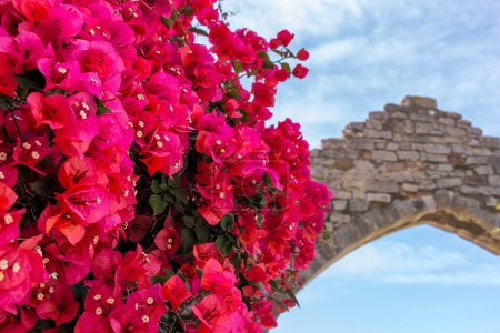 Téléchargez les photos : Gros plan sur les fleurs de Bougainvillea fleurissant en été dans le sud de la France - en image libre de droit