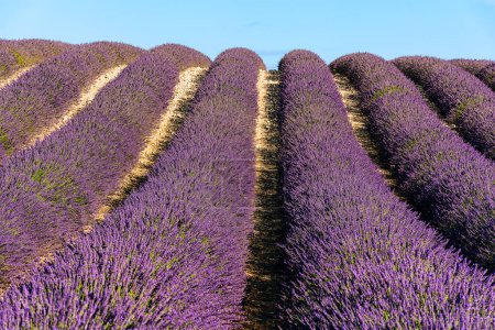 Téléchargez les photos : Vue panoramique du champ de lavande en Provence, sud de la France - en image libre de droit