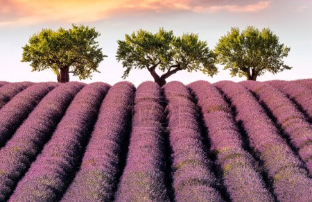 Photo for Scenic view of lavender field in Provence with three almond trees during summer sunset - Royalty Free Image