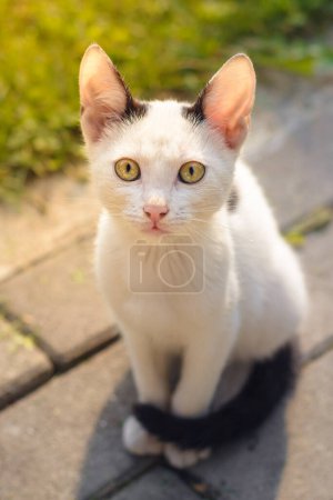 Photo for Portrait of white kitten looking at the camera with curious golden eyes - Royalty Free Image