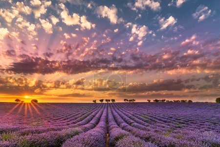 Téléchargez les photos : Vue panoramique du coucher du soleil dans un champ de lavande en Provence sud de la France contre un ciel spectaculaire - en image libre de droit
