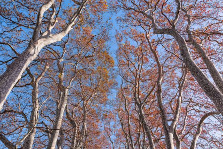 Foto de Vista de ángulo bajo de hojas de árboles de colores otoñales en composición centrada - Imagen libre de derechos