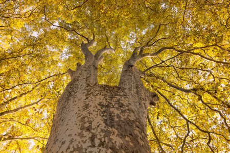 Foto de Vista de ángulo bajo de otoño colorido árbol de arce hojas amarillas - Imagen libre de derechos