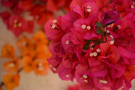 Téléchargez les photos : Gros plan sur les fleurs de Bougainvillea fleurissant en été dans le sud de la France - en image libre de droit