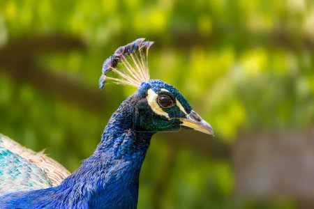 Foto de Primer plano de la cabeza de un pavo real azul en Francia - Imagen libre de derechos