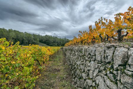 Téléchargez les photos : Vue panoramique du vignoble en Provence sud de la France contre les nuages de tempête d'automne - en image libre de droit
