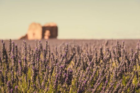 Téléchargez les photos : Vue panoramique du champ de lavande pourpre en Provence sud de la France avec une vieille cabane en pierre en arrière-plan - en image libre de droit