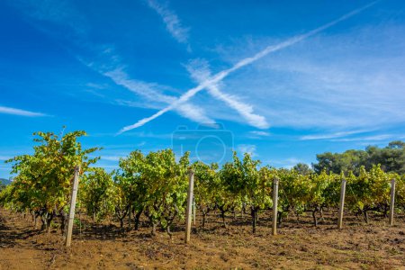 Scenic view of vineyard in Provence south of France against dramatic summer sky