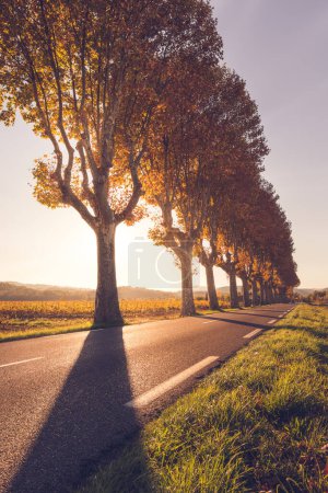 Photo for Scenic view of road bordered by huge maple trees in Provence south of France against autumn golden sunset light - Royalty Free Image