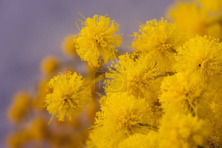 Téléchargez les photos : Gros plan sur la floraison du mimosa jaune en hiver dans le sud de la France - en image libre de droit