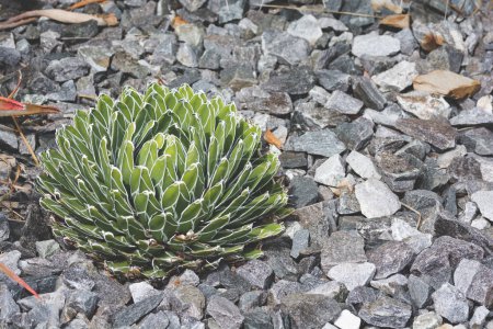 Téléchargez les photos : Close up view of green cactus on pebbles - en image libre de droit