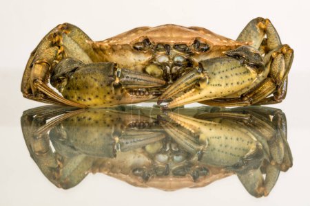 Photo for Close-up view of dead crab with mirror reflection on white background - Royalty Free Image