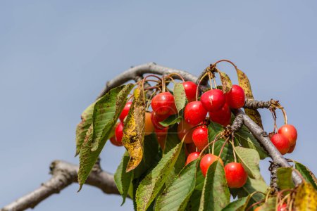 Téléchargez les photos : Vue rapprochée des cerises en branche pendant la saison estivale en Provence sud de la France - en image libre de droit