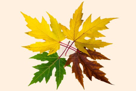 Foto de Círculo de la vida con hojas de otoño de colores - Imagen libre de derechos