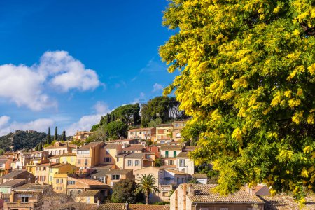 Téléchargez les photos : Scenic view of the small village of Bormes le Mimosas in south of France with yellow mimosas blooming under warm winter sunlight - en image libre de droit