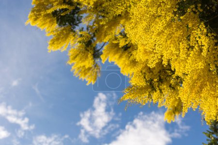 Téléchargez les photos : Scenic view of yellow mimosa blooming in winter in south of France in Saint Tropez - en image libre de droit