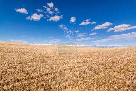 Photo for Scenic view of harvested wheat field in Provence against summer dramatic sky - Royalty Free Image