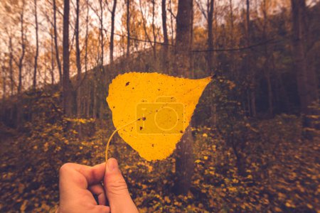 Foto de Close-up view of hand holding yellow colored leaf in forest during autumn in Provence south of France - Imagen libre de derechos