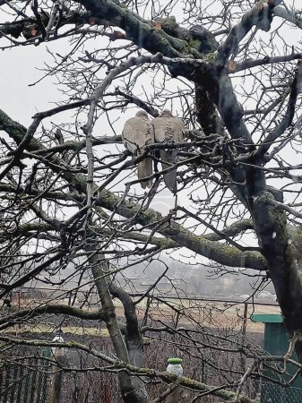 Téléchargez les photos : Colombes sur une branche. Photo d'oiseaux dans le jardin d'hiver. - en image libre de droit