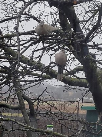 Téléchargez les photos : Colombes sur une branche. Photo d'oiseaux dans le jardin d'hiver. - en image libre de droit